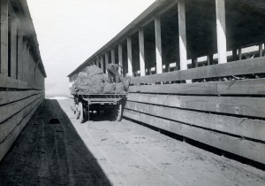 Unloading Sugar Beets, Alameda Sugar Factory, Hayward, California     